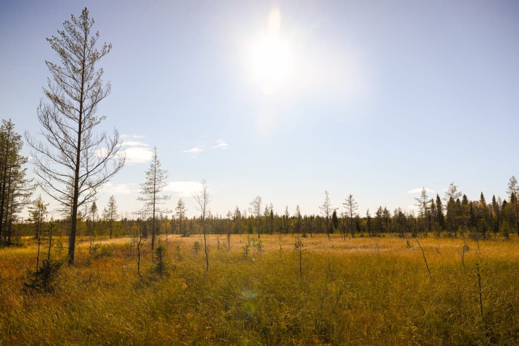 Kuva syksyisestä suosta.