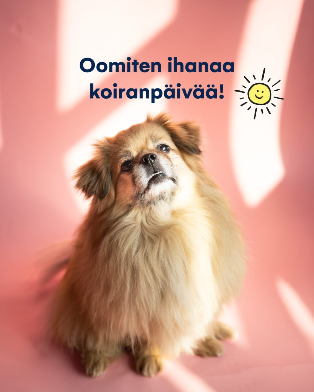 Tänään juhlitaan meidän parhaita ystäviä. Hyvää koiranpäivää kaikille karvakuonoille! 🐶💛#oomi #koiranpäivä #koira